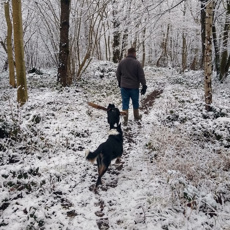 snow-dog-walk