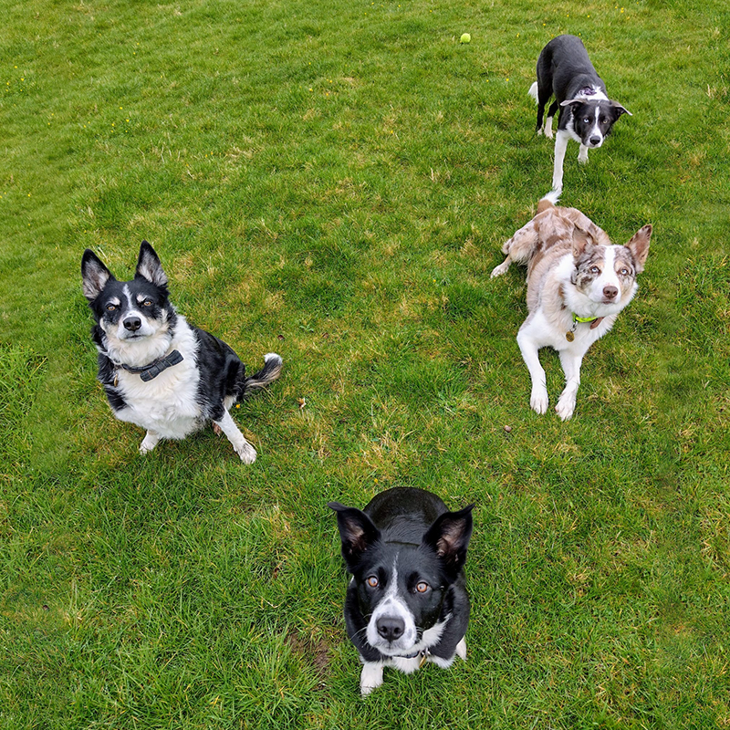 dog-friendly-brackenthwaite-holidays