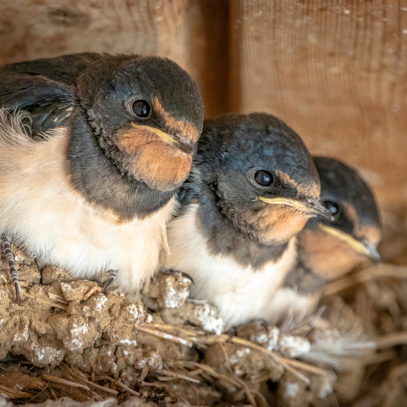 Close up of Cute Swallow Chicks in the Nest Waiting Patiently for their Next Feed