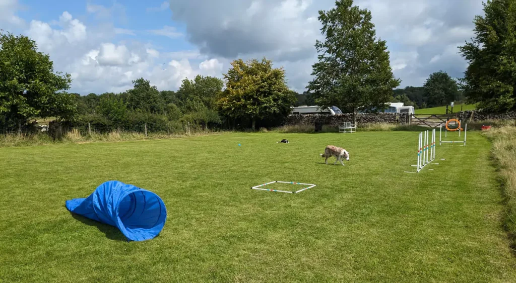 Puppy Playground and Dog agility at Brackenthwaite